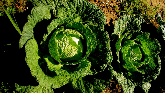 cabbage that look more like art than food