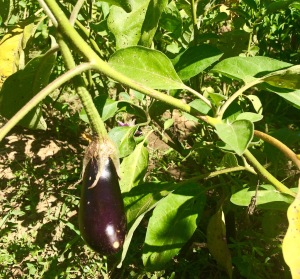Tiny eggplant. 