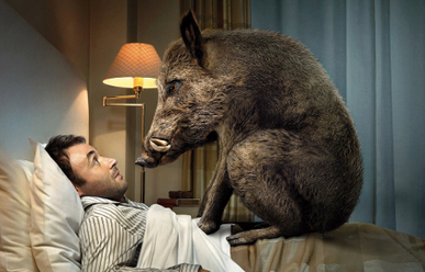 I found this amusing photo on a blog I enjoy MarriedToItaly: http://marriedtoitaly.com/2013/08/24/how-to-handle-an-encounter-with-a-cinghiale-an-italian-wild-boar/